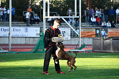 Mikai vom Hollermorgen