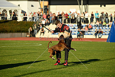 Mikai vom Hollermorgen