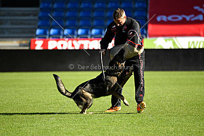 Mindy vom Ratsenheim