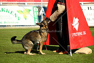 Mindy vom Ratsenheim