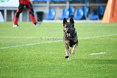 Molinaridogs Johnny