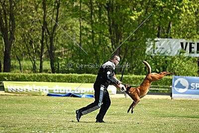 MonAmie Phoebe von den brennenden Herzen