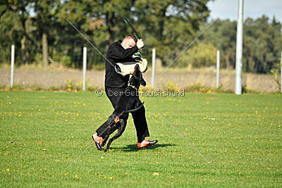 Movefree's Actionexpress