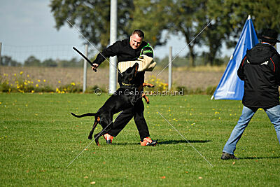 Movefree's Actionexpress