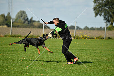 Movefree's Actionexpress