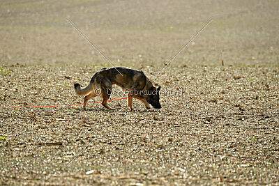 Naughty von Wolstraum