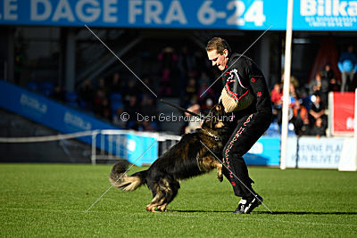 Nayko von Spitzbubezwinger