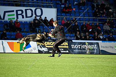 Nayko von Spitzbubezwinger