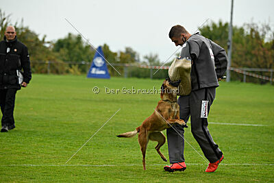Nessi vom Zabelstein