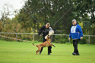 Nessi vom Zabelstein