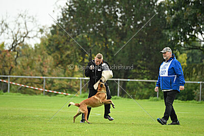 Nessi vom Zabelstein