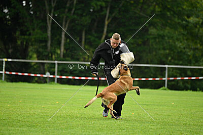 Nessi vom Zabelstein