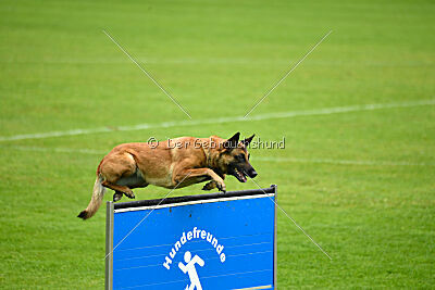 Nessi vom Zabelstein