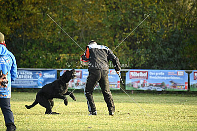 Nestor Nero Goldest Danubius