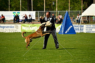 Nexor vom Brunsbeker Land