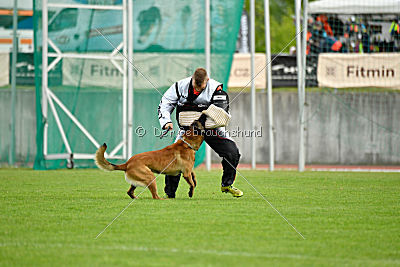 Nexor vom Brunsbeker Land