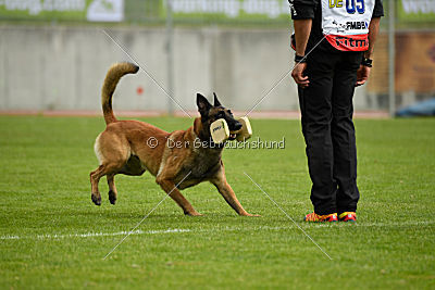 Nexor vom Brunsbeker Land