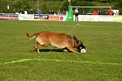 Nikelson van het Dreiland