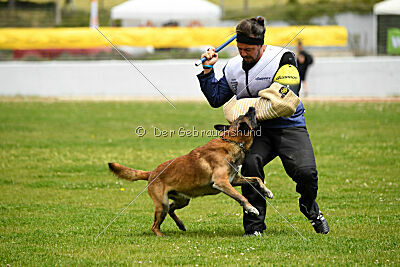 Niko da Quinta do Salomão