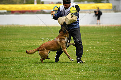 Niko da Quinta do Salomão