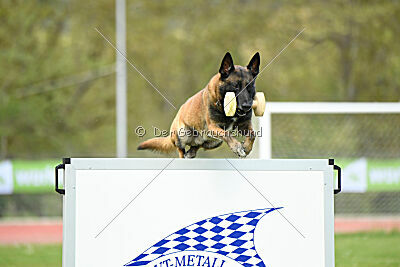 Niko da Quinta do Salomão