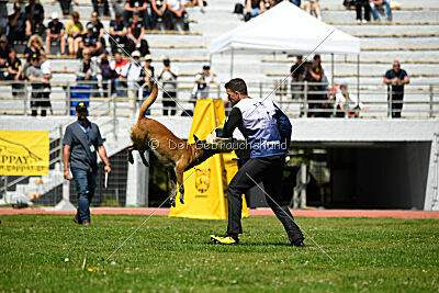 Niko da Quinta do Salomão