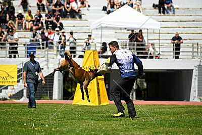 Niko da Quinta do Salomão