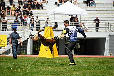 Niko da Quinta do Salomão