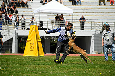 Niko da Quinta do Salomão