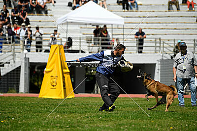 Niko da Quinta do Salomão