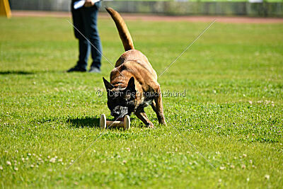 Niko da Quinta do Salomão