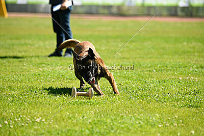 Niko da Quinta do Salomão