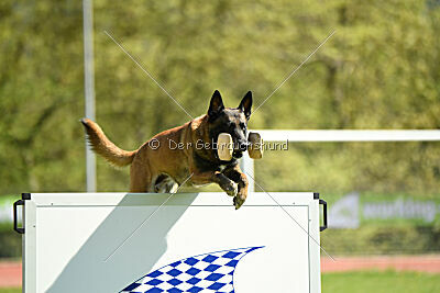 Niko da Quinta do Salomão