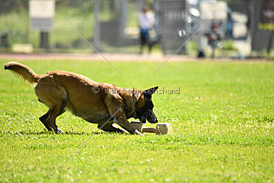 Niko da Quinta do Salomão