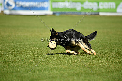 Nitra vom Eisernen Kreuz