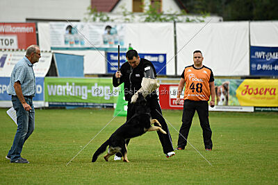 Nitra vom Eisernen Kreuz