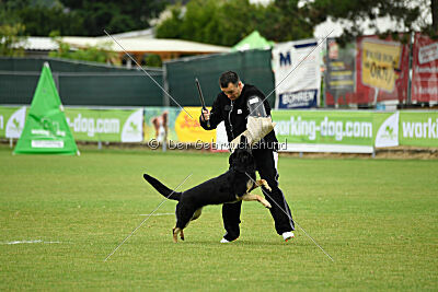Nitra vom Eisernen Kreuz