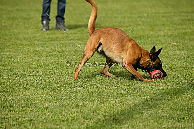 Néron de la Plaine des Cheyennes