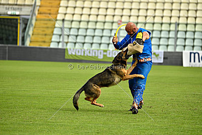 Obi Wan Kenobi vom Wolfsblick