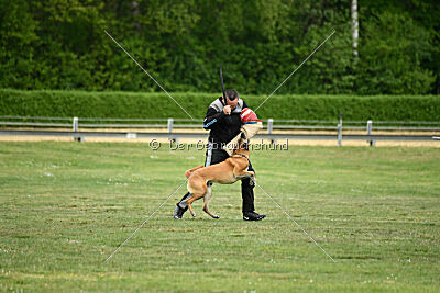 Ojemine vom Mecklenburger Büffel