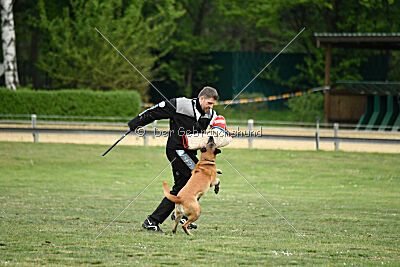 Ojemine vom Mecklenburger Büffel