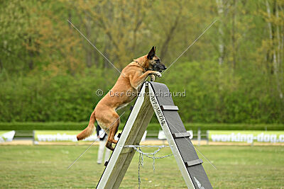 Ojemine vom Mecklenburger Büffel