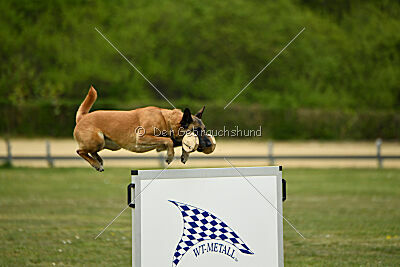 Ojemine vom Mecklenburger Büffel