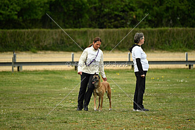 Ojemine vom Mecklenburger Büffel