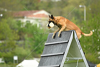 Oke van het Dreiland