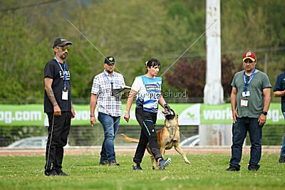 Oke van het Dreiland