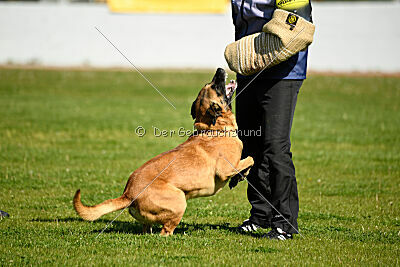 Oke van het Dreiland