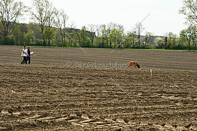 Oké van het Dreiland