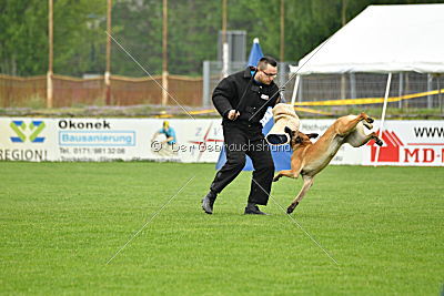 Omen vom Mecklenburger Büffel