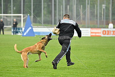 Omen vom Mecklenburger Büffel